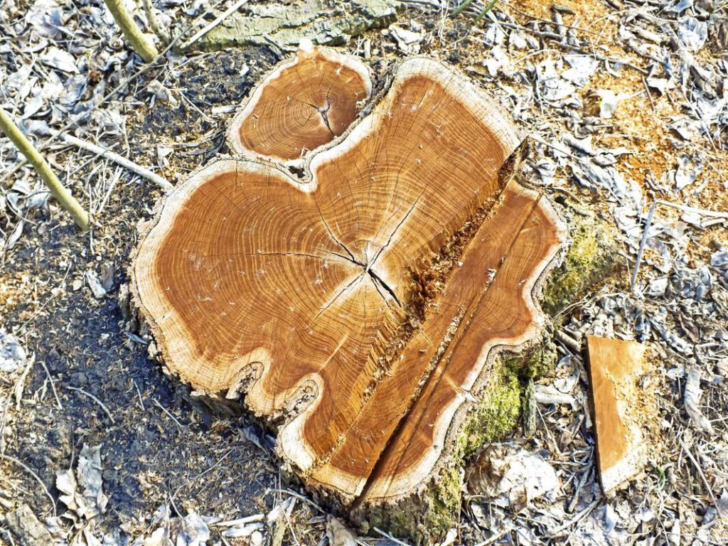 grand-prairie-tree-service-stump-grinding-removal-1_orig